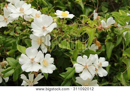 Beautiful Rosa Laevigata White Flowers In Arrabida Mountains, Portugal