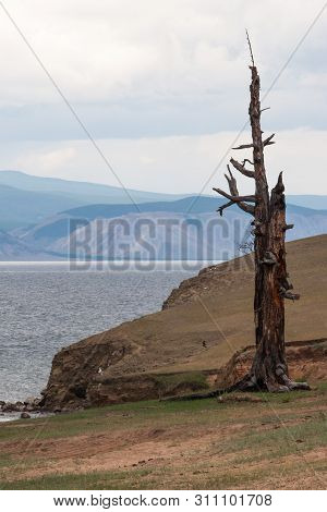 A Lonely Old Dry Tree Stands On The Sandy Shore Of Lake Baikal. Vertical Frame. Mountains Behind The