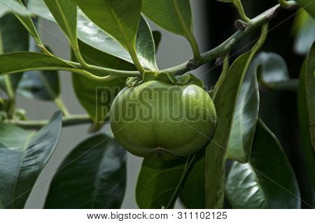 Close Up Of Manchineel Tree Apple Fruit And Leaves