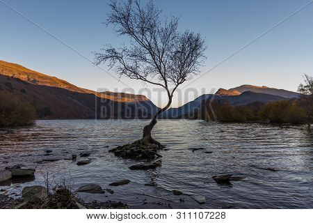 Lone Tree In Lake Padarn With Snowdonia Welsh Mountains In The Background, Llanberis, Autumn Or Fall