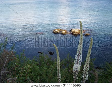 Three Long Plants Staring At The Sea