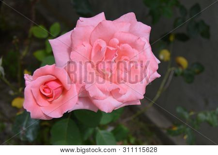 Two Little Pink Roses In A Garden