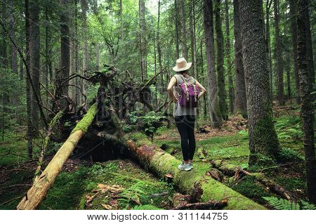 Woman In Forest Nature In Vacation. Woman In Nature. Green Forest Nature. Vacation. Natural Environm