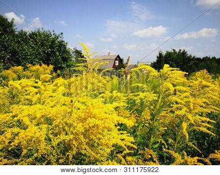 Vibrant Yellow Blossoms Cover The Vast Landscape Near A Dutch Rapeseed Oil Farm
