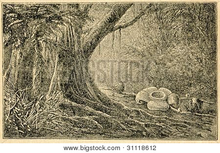 Rafflesia - vieux illustration par un artiste inconnu du Botanika Szkolna na Klasy Nizsze, auteur Jozef R