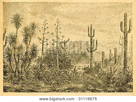 Paysage mexicain - vieux illustration par un artiste inconnu du Botanika Szkolna na Klasy Nizsze, auteur