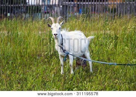 Goat With White Wool And Beautiful Horns Grazes On A Green Lawn.