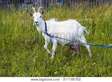 Goat With White Wool And Beautiful Horns Grazes On A Green Lawn.