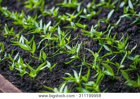 Close Up Of Bulgarian Pepper Seedlings. Little Plants