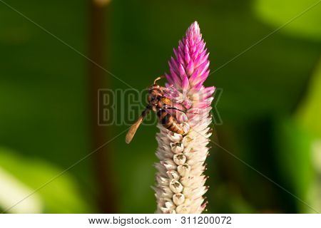Hymenoptera is on a purple flower. Hornets are insects such as bees.