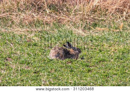 European Brown Hare (lepus Europeaus) Hiding In Field Spring Time