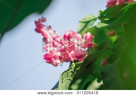 Antigonon leptopus Hook is a beautiful bouquet of flowers.