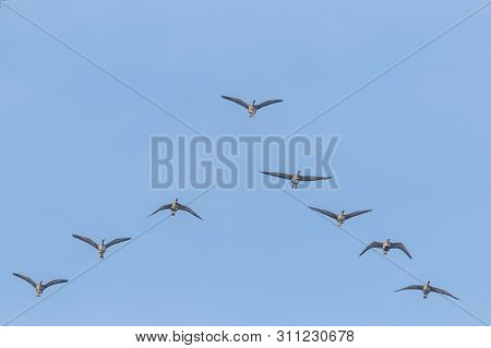 Flock Of Greater White Fronted Geese Flying In V Formation, Blue Sky