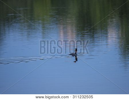 Great Crested With Small Fish In Bill Podiceps Cristatus Swimming On Clear Blue Lake With Colorful W