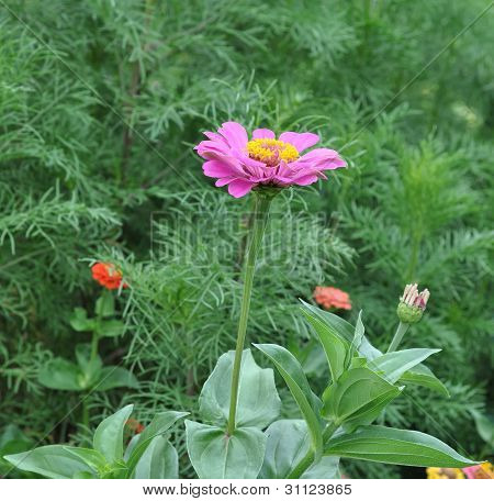 Cynia kwiaty