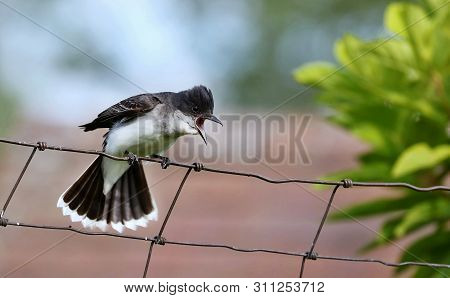 The Eastern Kingbird (tyrannus Tyrannus) During Defending Their Nesting Territory.