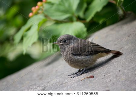Grey Redstart From The Family Of Flytrap Here Sits In The Park. Birds