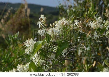 Shrubs Of Wild White Flowers Located In Alderia