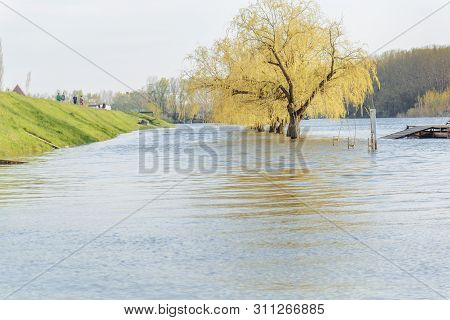 Yellow Tree In The River With Celan White Sky