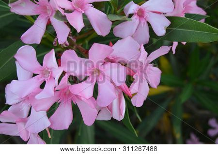 A Few Pink Laurel Flowers Growing In A Mountain