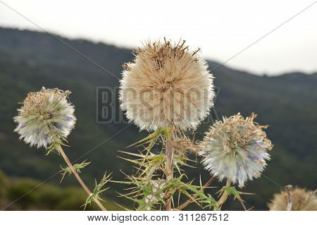 Wild White Fuzzy Flowers On The Mountain