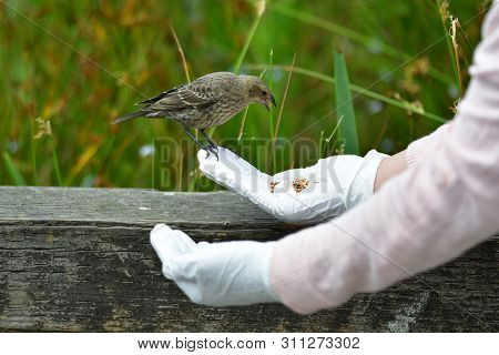A Closeup Of Brown-headed Cowbird Feeding From A Hand.
Burnaby Lake Bc Canada