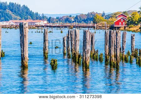 Moss Covered Wooden Mooring Poles Along The Columbia River Where It Meets The Pacific Ocean In Astor