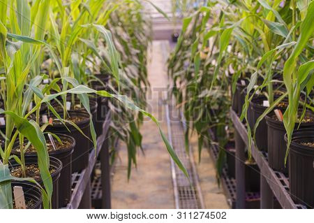 A Long Isle Between Rows Of Potted Maize Corn Tightly Grouped In A Greenhouse.