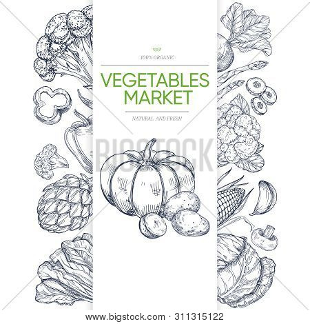 Vegetable Markets Banner Template With Hand Drawn Green. Illustration Of Vegetarian Healthy Vegetabl