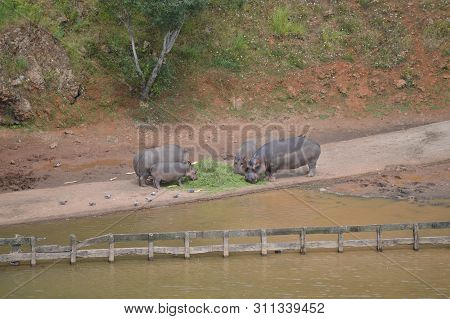 Portrait Family Of Four Hippopotamuses Eating Natural Park Cabarceno Old Mine For Iron Extraction. A