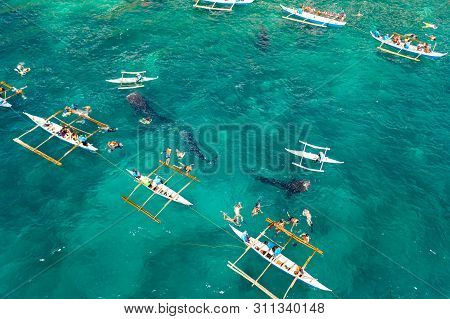 Tourists Are Watching Whale Sharks In The Town Of Oslob, Philippines, Aerial View. Summer And Travel