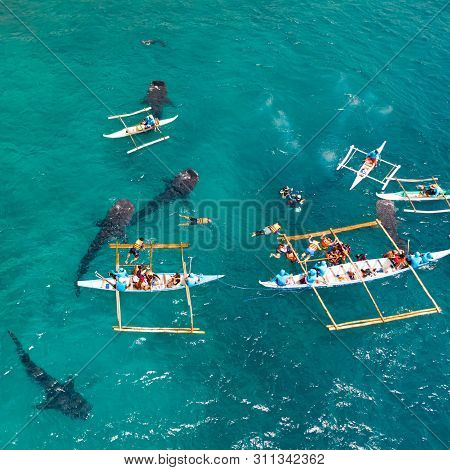 Tourists Are Watching Whale Sharks In The Town Of Oslob, Philippines, Aerial View. Summer And Travel