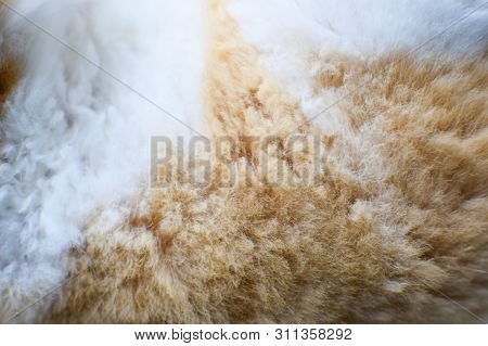 Feline Fur Texture Background, Fluffy Shorn Grow Soft Maroon And White.
