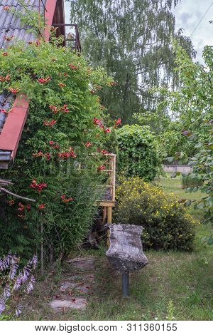 Campsis Radicans Flowers (trumpet Vine Or Trumpet Creeper) Also Known In North America As Cow Itch V