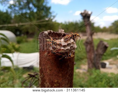 Wasp Species Polished On Nest. Wasp Nest With Wasps And Larvae.