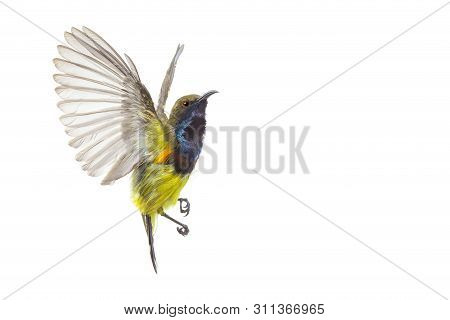 Beautiful Flying Bird (olive-backed Sunbird) Isolate On White Background. High-resolution Flying Bir