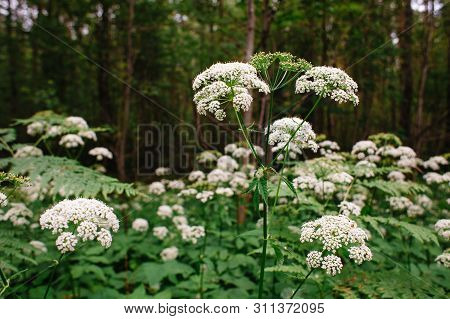 A View Of A White-flowered Meadow Of Aegopodium Podagraria L. From The Apiales Family, Commonly Refe
