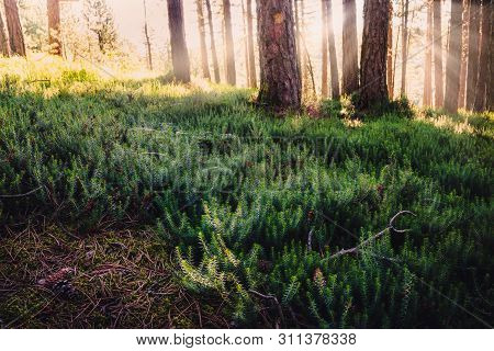 Sunset In Pine Forest Nature Background. Dark Background Of Pine Forest.first Sun In Forest Nature. 