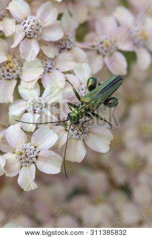 Thick-legged Flower Beetle (oedemera Nobilis),  Also Known As The Swollen-thighed Beetle And The Fal