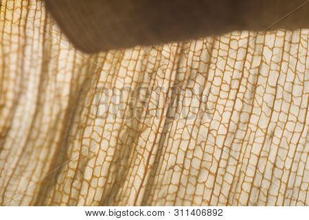 Beautiful Interesting Natural Background From A Dry Leaf With An Original Pattern
