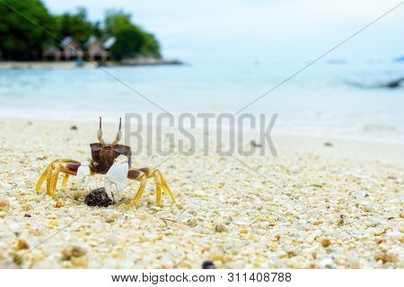 Beautiful Nature Of Wildlife, Close-up Of Wind Crab, Ghost Crab Or Ocypode On The Sand In Summer At 