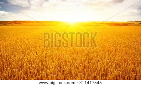 Gold wheat flied panorama at sunset, rural countryside