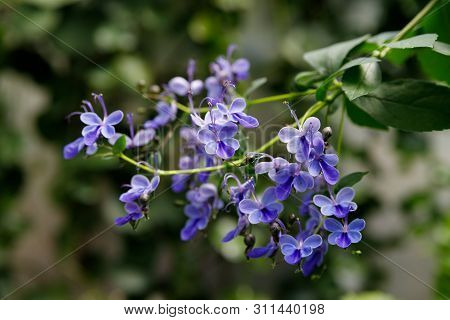 Blue Butterfly Bush Flower Or Blue Glorybower, Blue Wings. Its Latin Name Is Clerodendrum Ugandense 