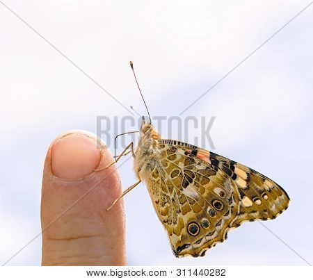 Butterfly Vanessa Cardui In The Hands Of Man. Butterfly Caught Vanessa Cardui