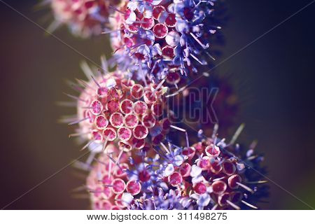 Closeup Photo Of Beautiful Rare Blue And Purple Flower