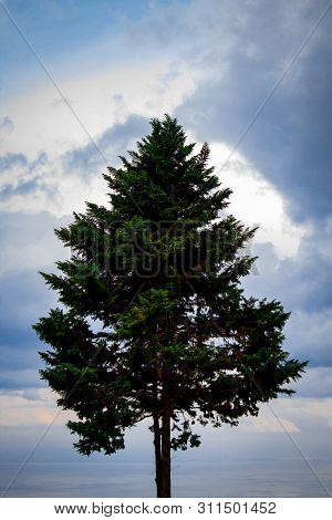 Stand Alone With Elegance, Beautiful Trees, Good