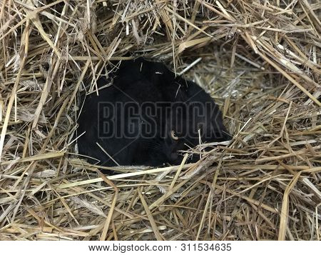Black Cat Sleeping In A Ball Of Straw, He Woke Up And Hes A Little Scared