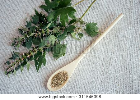 Motherwort - A Medicinal Plant With A Calming Effect