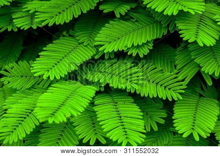 Green Mini Leaf Tone In Natue For Background
