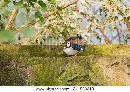 White-headed Duck. Animal Life Concept In The Reserve Park.